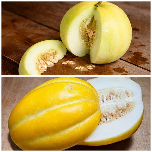 120ct sweet asian desert melon - sweet,